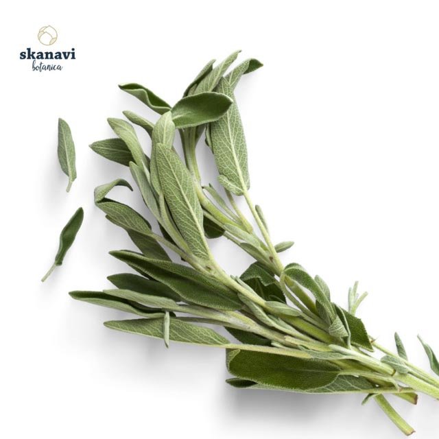 agrio-faskomilo-skanavibotanica Άγριο αποξηραμένο φασκόμηλο Skanavi Botanica με βελούδινη υφή.