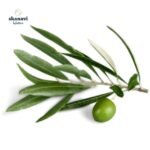 Αποξηραμένα φύλλα άγριας ελιάς Skanavi Botanica για ρόφημα.