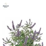 Άγρια αποξηραμένη λυγαριά Skanavi Botanica για ορμονική εξισορρόπηση.