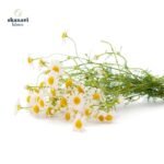 Άγριο αποξηραμένο χαμομήλι Skanavi Botanica με ολόκληρα άνθη.