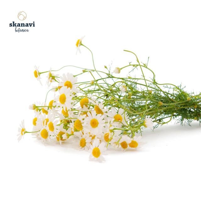 agrio-xamomili-skanavibotanica Άγριο αποξηραμένο χαμομήλι Skanavi Botanica με ολόκληρα άνθη.